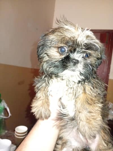 Shihtzu Puppy 2 months old
