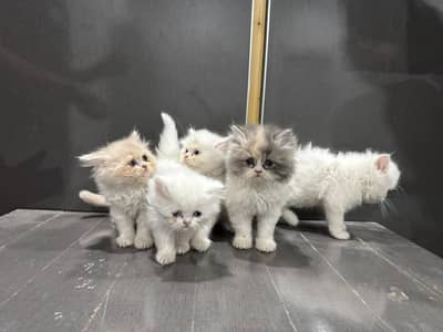 Fluffy Punch Face Persian Kittens Available