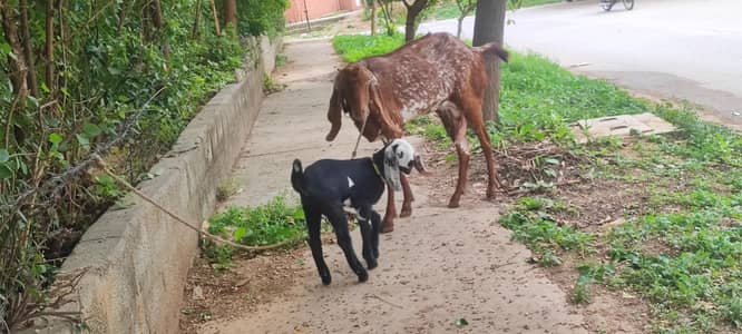 mray pass ak bakri ha jo sale Karna chata hu