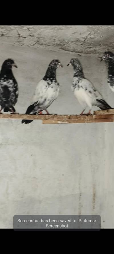 Parwazi Bachy for sale