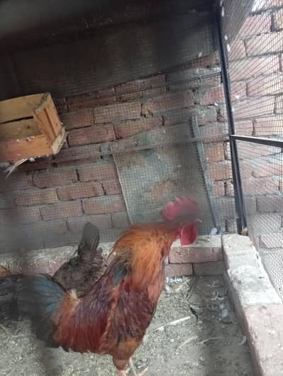 Golden Misri | Male | Healthy