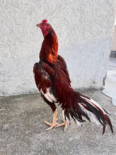 Aseel Murga For Sell