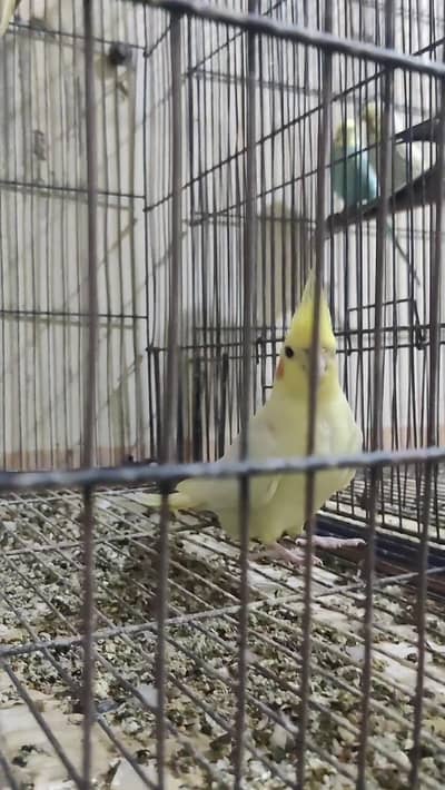 Breader cocktail male