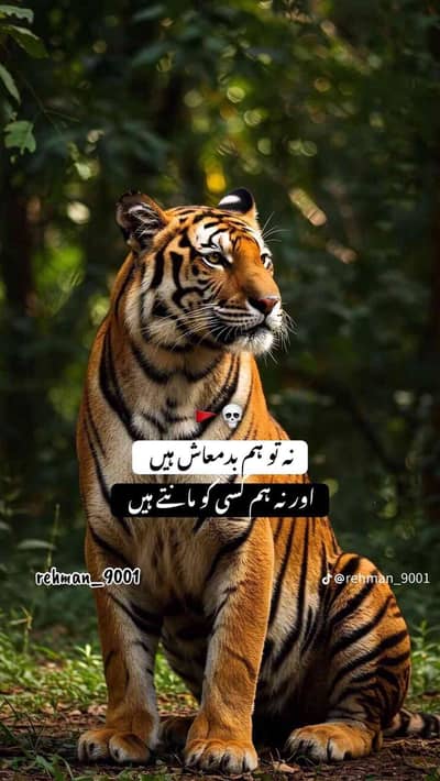 QaziKalim123 QaziKalim123