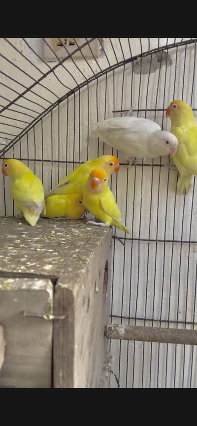 Cremino Albino Red eyes Decino Exchange possible