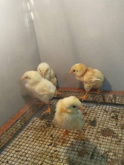 Aseel heera chicks