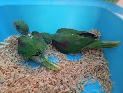 Raw cover Ur SunConor chicks available lahore