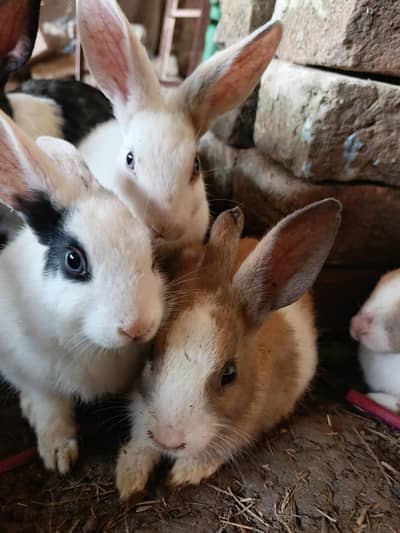 rabbit kits