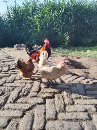 2 murgia 1 murgay hai