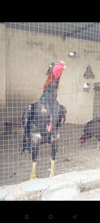 High Quality Aseel Patha available. . .