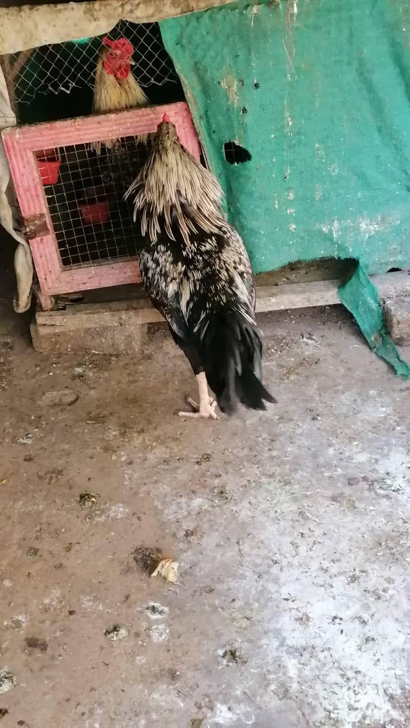 ÊÑD ÂSÊÊL PÂÎR 0