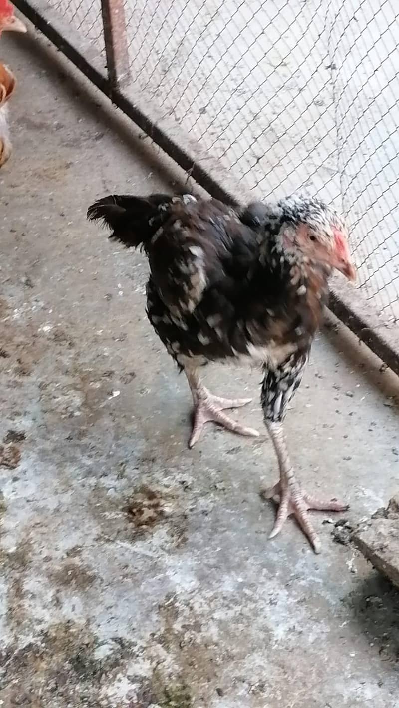 ÊÑD ÂSÊÊL PÂÎR 1