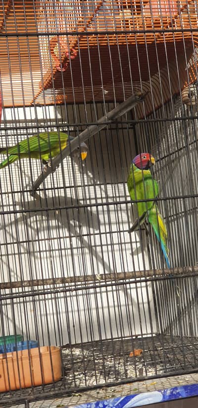 Plum Head Prakeet Breader Pair with Cage