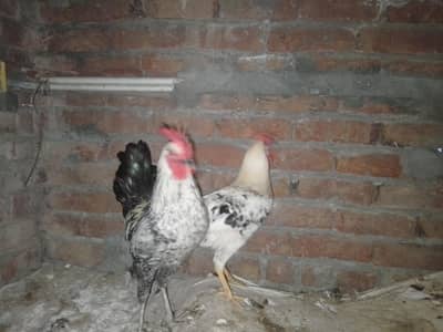 Ghr k paly bohat zyada phortilay hn