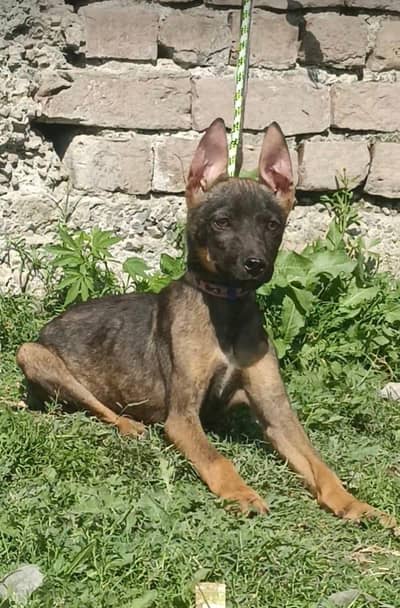 Alsatian Bhagya Ali mail security guard 2 month for sale