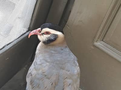 1 puer chakor male or ist cross masqati female