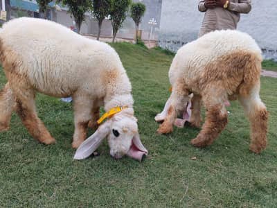 kjlah leala hae 2  age in ki 5 month mobile number 03249592490