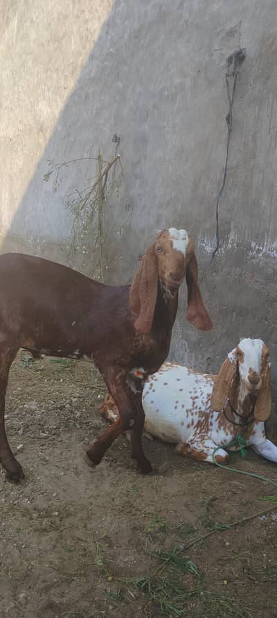 pure nagra breeder male bacha