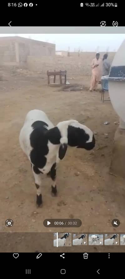 Dumba for Eid ul Azha Qurbani 2026 / Home Pet