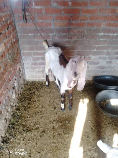 female with one female kid