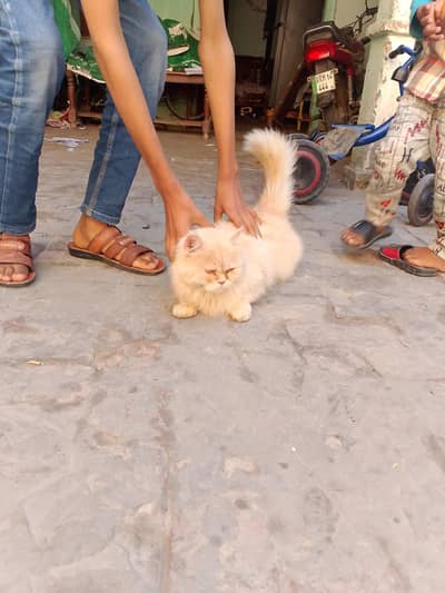 Russian Cat for sale urgent