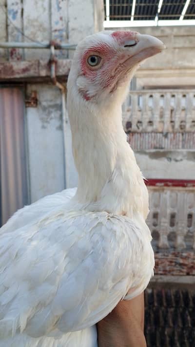 Paper white aseel female and Black Aseel female available for sale