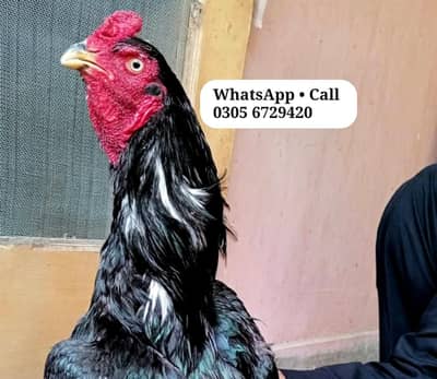 Lasani Mushka Aseel Murga