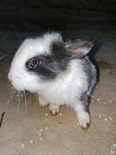 BUNNY RABBITS FOR SALE RED EYES,BLACK EYES,BLUE EYES