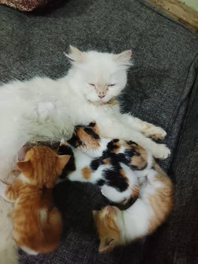 Persian mother with 4 kittens