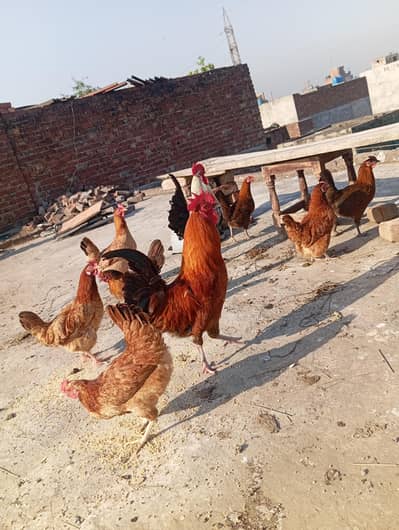 Desi  available full active