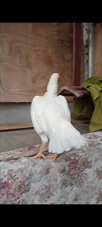 High quality shamo breeder female