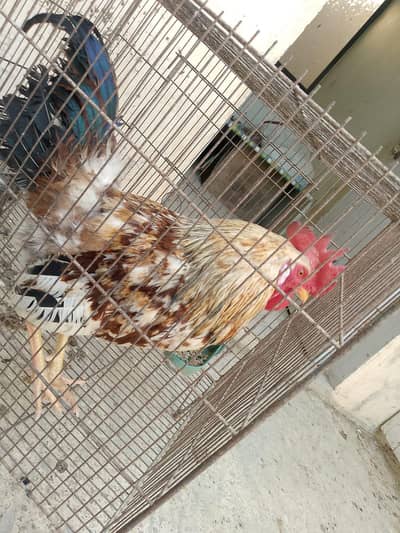 for details WhatsApp 03163146293