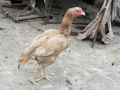 Aseel chicks/ choosy + Murgha , Murghi