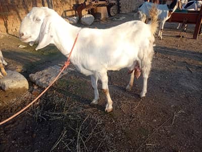 Goat/ Tazi Sui bakri/ Rajanpuri goats