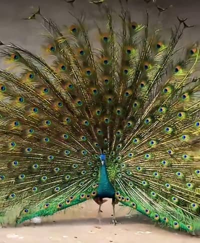 انڈین بلیو مور برائے فروخت ( Peacock For Sale )