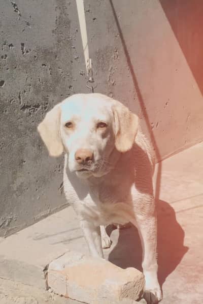 2 year female heat per ana wali hai