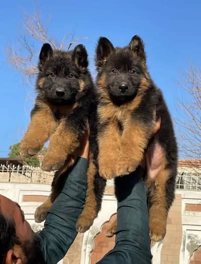 German Shepherd Puppies Mal & Female Jo chahye mill jaega
