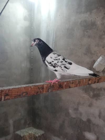 Tedy madi ch sb wali for sale