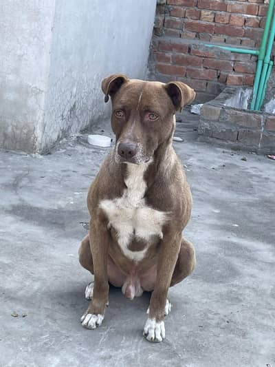 pitbull terrier