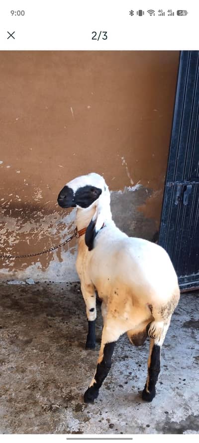 Desi Chatra for sale 03244170277