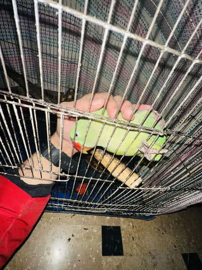 Raw / Raw Parrot / Parrot