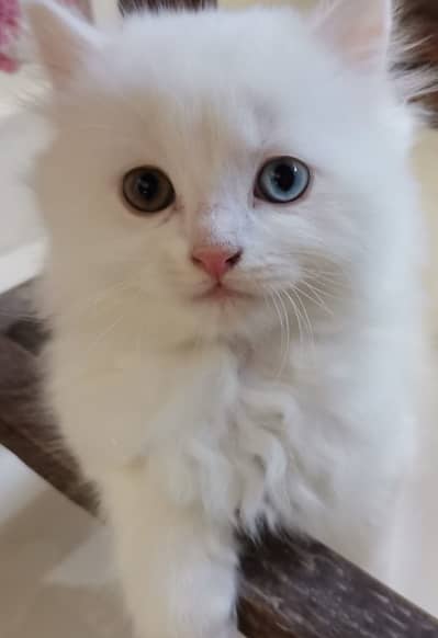 Cute White Persian Kitten