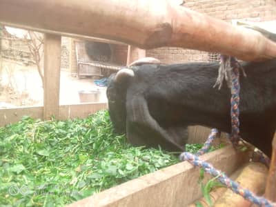 Desi bakri for sale,,3 bachy h ( 2 bakry or ek bakri). burewala city