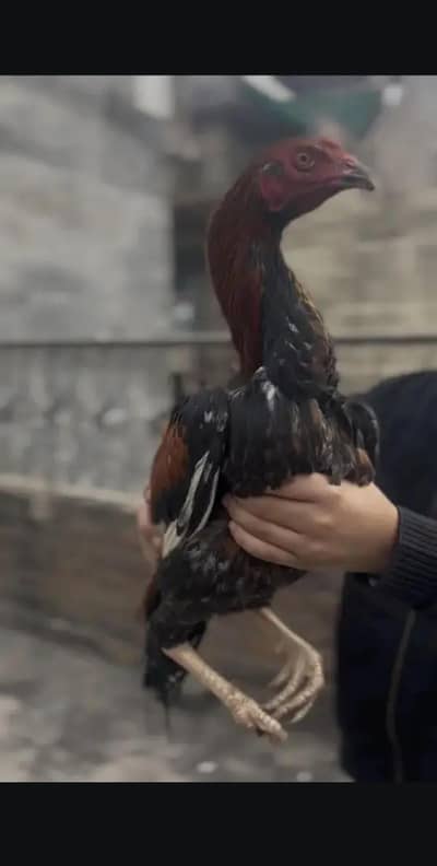 Aseel High quality Mianwali