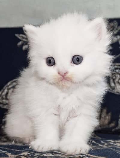 punch face kittens| blue eye Persian Kitten | Triple Coat |adult cat