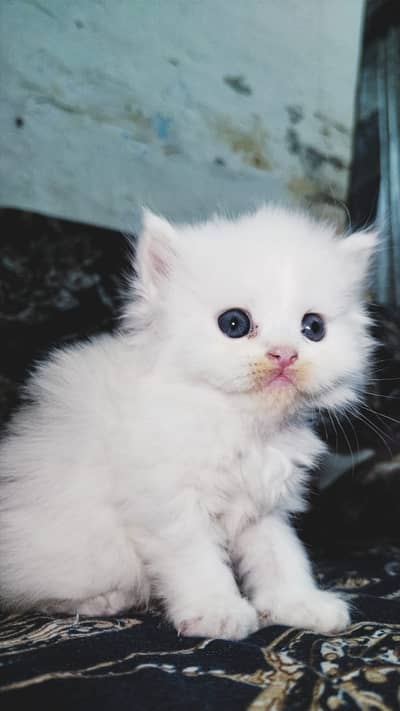 punch face kittens| blue eye Persian Kitten | Triple Coat |adult cat