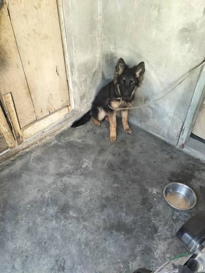 Garman shepherd longcoat baby for sale