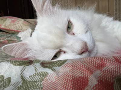 Cat for sale| very friendly| very loving|