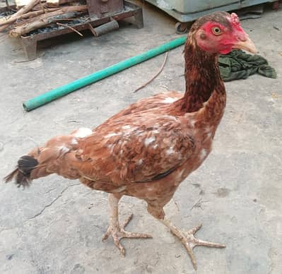 Aseel Murgi for sale 03056348278