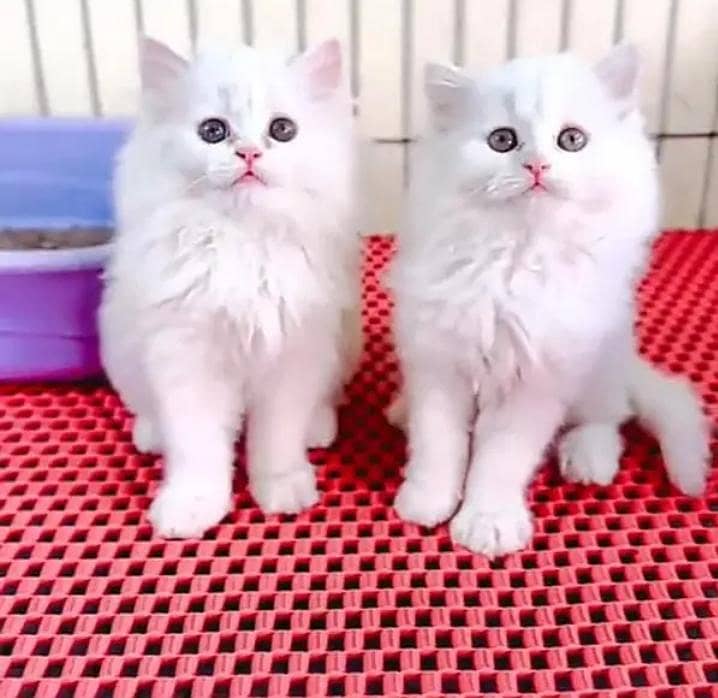 Persian female kitten for sale delivery available all Pakistan - Cats ...